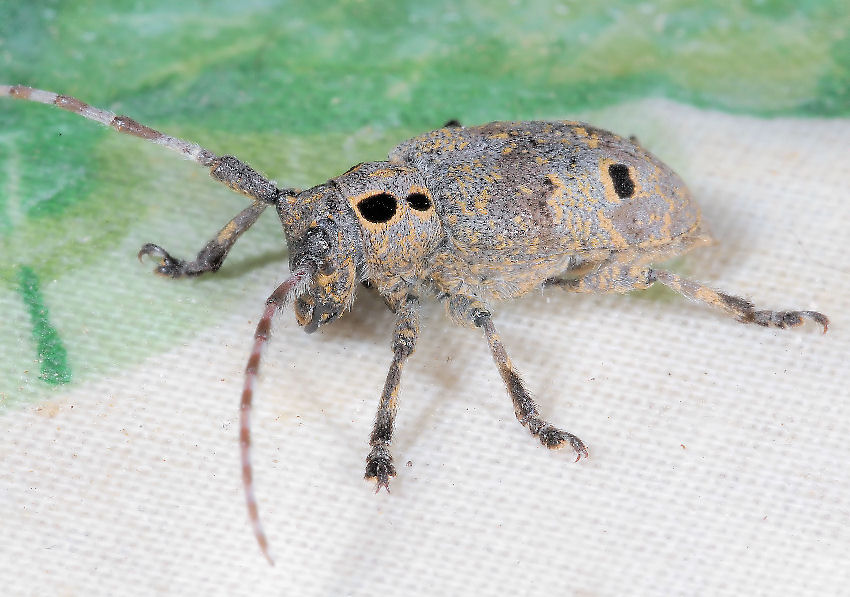 Mesosa curculionoides (Cerambycidae)